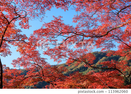 One of Japan's 100 best autumn foliage spots: Korankei, Toyota City, Aichi Prefecture 113962060