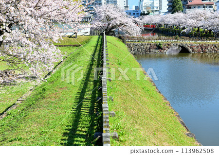 Cherry blossoms in full bloom reflected in the moat of Odawara Castle Cherry blossoms in full bloom reflected in the moat of Odawara Castle 113962508