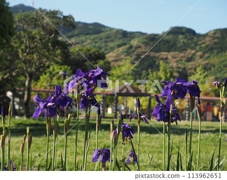 Iris flowers and buds bathed in the morning sun (irises in a park after the rain) 113962651