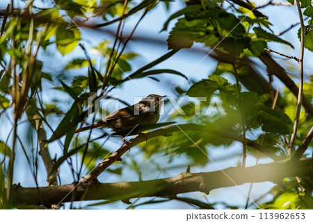 A Japanese bush warbler singing on a branch 113962653