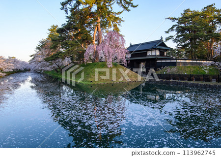 Weeping cherry tree in front of Ote Gate, Hirosaki Castle, Aomori Prefecture, as the morning sun begins to shine on it 113962745