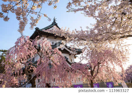 青森縣弘前城櫻花盛開的清新早晨 113963327