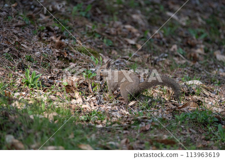 Japanese squirrel with a nut in its mouth Japanese squirrel with a nut in its mouth 113963619