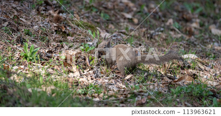 Japanese squirrel with a nut in its mouth Japanese squirrel with a nut in its mouth 113963621