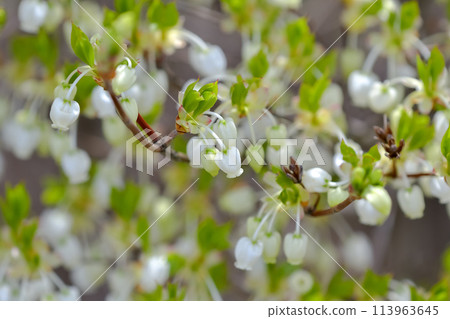 Daeda Dunziae 113963645