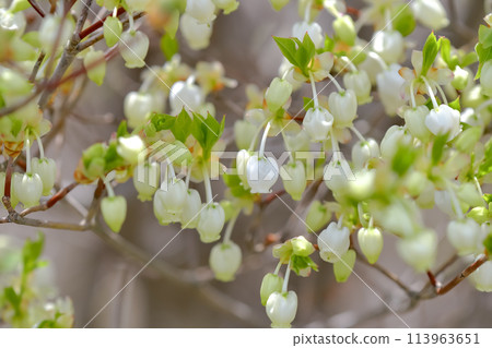 Daeda Dunziae 113963651