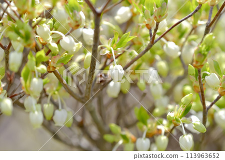 Daeda Dunziae 113963652