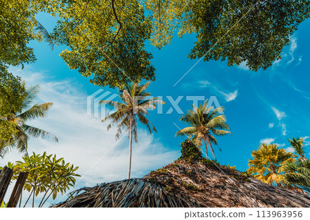 Sky and coconut trees on a tropical island 113963956
