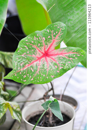 Caladium, Caladium Bicolor Vent or Caladium bicolor 113964213