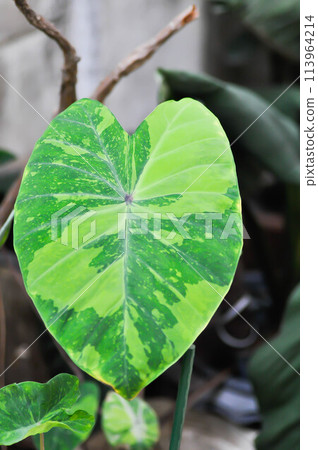 Colocasia esculenta midori sour, Colocasia ,midori sour or Colocasia plant Colocasia esculenta midori sour, Colocasia ,midori sour or Colocasia plant 113964214