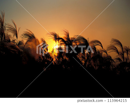The setting sun and the silhouette of silver grass 113964215