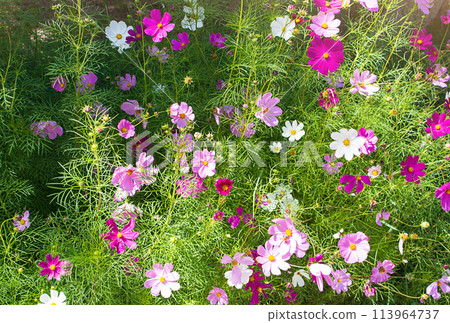 Multicolored flowers of cosmos aster bush with warm sunlight in spring or summer. Gardening 113964737