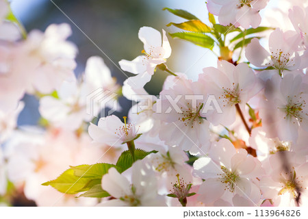 Beautiful white Sakura blossoms in springtime. Spring seasonal Floral background with soft-focused flowers of Sakura tree. Beautiful white Sakura blossoms in springtime. Spring seasonal Floral background with soft-focused flowers of Sakura tree. 113964826