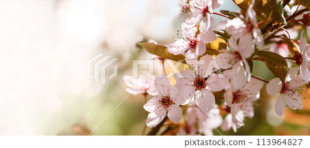 Beautiful pink flowers of bloom plum tree against evening sunset light and blurred bokeh. Spring seasonal floral background. Plum blossoming close up. 113964827