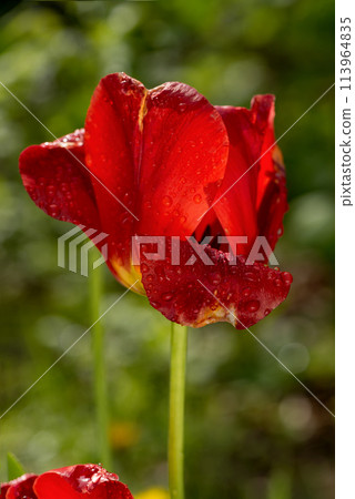 Bright red tulip flower under dew drops in the rainy garden. Floral background. Bright red tulip flower under dew drops in the rainy garden. Floral background. 113964835