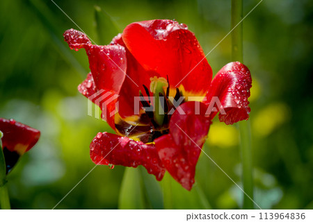 Bright red tulip flower under dew drops in the rainy garden. Floral background. Bright red tulip flower under dew drops in the rainy garden. Floral background. 113964836