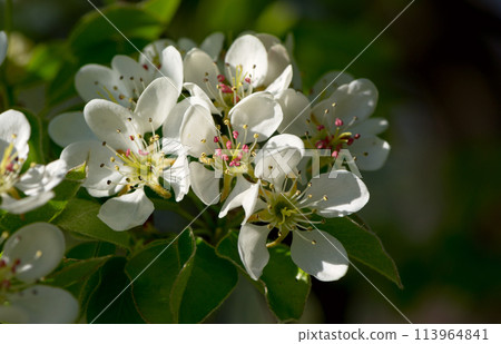 White flowers of a pear tree in the spring garden. Spring seasonal floral background with soft pear flowers. White flowers of a pear tree in the spring garden. Spring seasonal floral background with soft pear flowers. 113964841