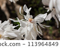 Beautiful magnolia tree blossoms in springtime. Gentle white magnolia flower against sunset light. 113964849
