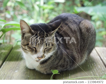 Cat resting on a bench Cat staring Cat resting Cat resting Cat resting on a bench Cat staring Cat resting Cat resting 113964972