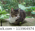 Cat resting on a bench Cat staring Cat resting Cat resting 113964974