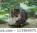 Cat resting on a bench Cat staring Cat resting Cat resting 113964975