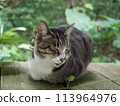 Cat resting on a bench Cat staring Cat resting Cat resting 113964976