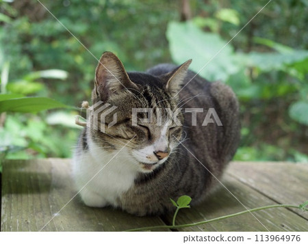 Cat resting on a bench Cat staring Cat resting Cat resting 113964976