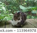 Cat resting on a bench Cat staring Cat resting Cat resting 113964978