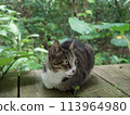 Cat resting on a bench Cat staring Cat resting Cat resting 113964980