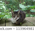 Cat resting on a bench Cat staring Cat resting Cat resting 113964981