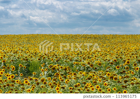 Beautiful field of yellow sunflowers on a background of blue sky with clouds 113965175