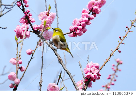 Mejiro吮吸梅花的蜂蜜 113965379