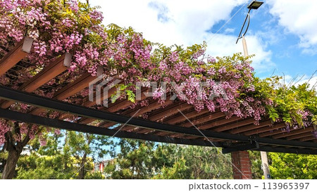 大阪府福島區野田南綠道上的八重崎紫藤。 113965397