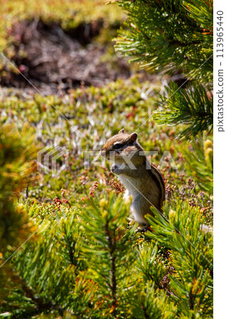 Ezoshimaris Ezoshimaris 113965440