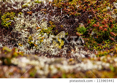 Ustba Ginza 113965441