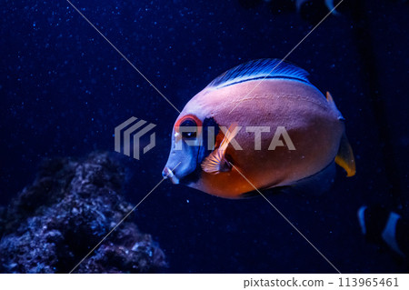macro fish acanthurus pyroferus macro fish acanthurus pyroferus 113965461