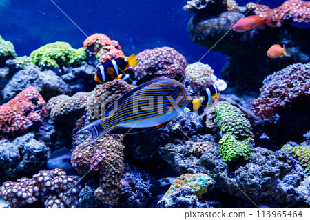 Fish Striped Surgeon Acanthurus lineatus 113965464