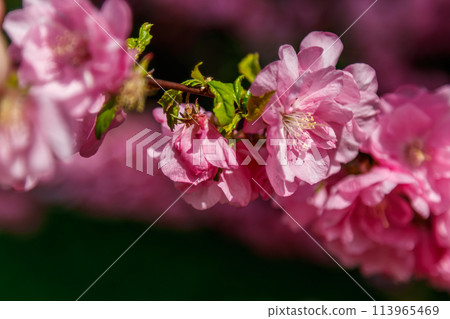 Beautiful spring sakura in the sun's rays macro Beautiful spring sakura in the sun's rays macro 113965469