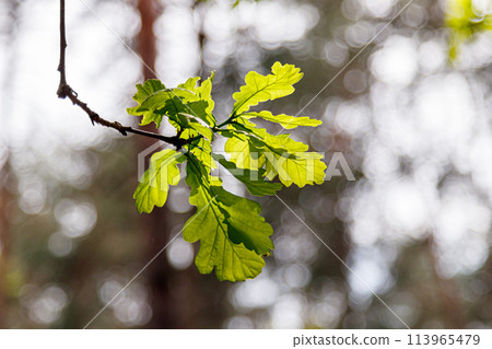 Beautiful young leaves in the sunshine Beautiful young leaves in the sunshine 113965479