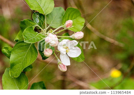 Beautiful spring flowering branches of trees with white flowers and insects macro Beautiful spring flowering branches of trees with white flowers and insects macro 113965484
