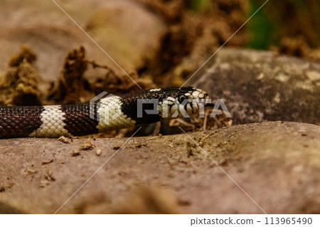 snake lampropeltis getula californiae snake lampropeltis getula californiae 113965490