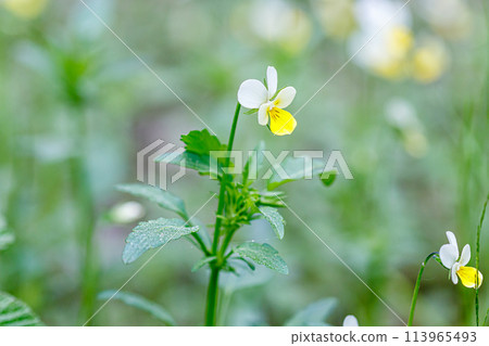 Beautiful spring flowering meadow of fresh flowers Beautiful spring flowering meadow of fresh flowers 113965493