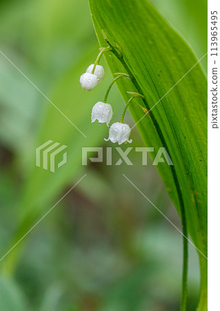 Beautiful spring blooming lilies of the valley with drops of flowers dew 113965495
