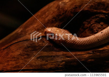 snake leucistic texas rat 113965501