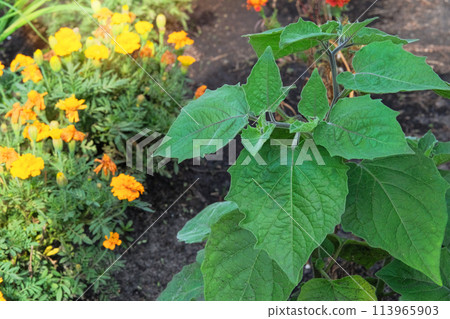 Peruvian physalis is growing in garden. Green bush in country garden. Sunny day. Peruvian physalis is growing in garden. Green bush in country garden. Sunny day. 113965903