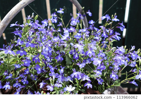 Blue Lobelia flowers planted in a basket 113966062
