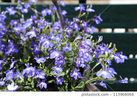 Blue flower Lobelia Azzurro Compact Blue flower Lobelia Azzurro Compact 113966068