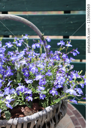 Small blue flowers of Lobelia planted in a basket 113966069