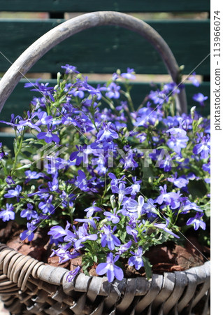 Small blue flowers of Lobelia planted in a basket 113966074