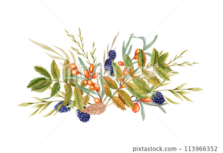 Autumn floral composition. Rowan leaves, blackberry, sea buckthorn. Harvesting. Spikelet among wild berries, forest leaves. Watercolor illustration for postcards, banner, label 113966352